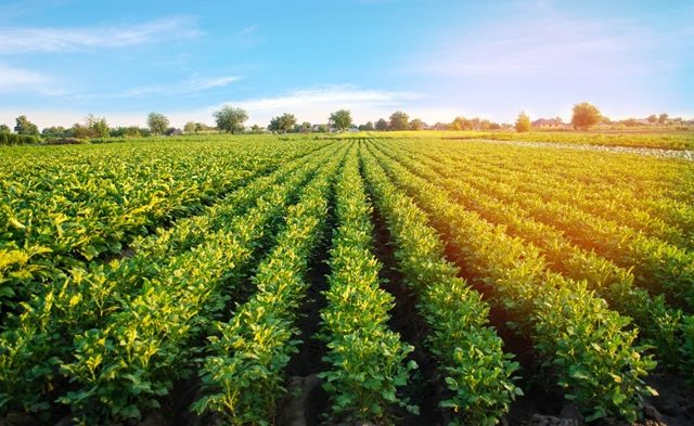 Why Irish farmland is the future of sustainable skincare ingredients