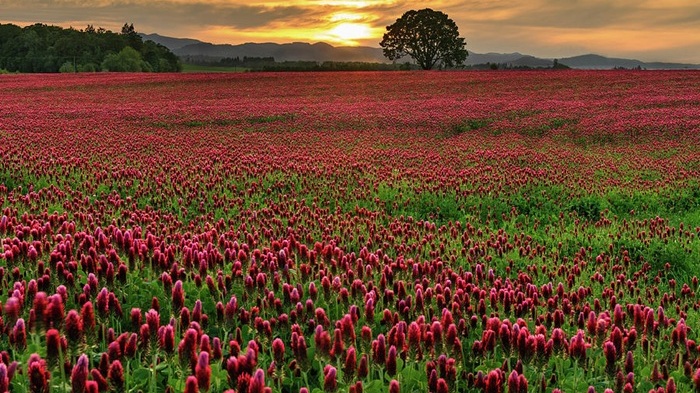 What makes CloverCell® different from ordinary plant extracts?